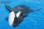 keet-laying2.jpg keet-laying2.jpg