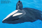 keet-laying3.jpg keet-laying3.jpg