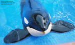 keet-prop.jpg keet-prop.jpg