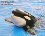 keet-prop2.jpg keet-prop2.jpg