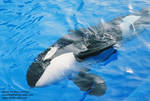 keet-swim.jpg keet-swim.jpg