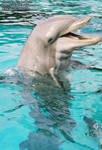 phin-laugh.jpg phin-laugh.jpg