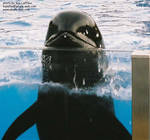 pilotwhale.jpg pilotwhale.jpg