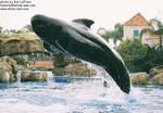 pilotwhale-bow.jpg pilotwhale-bow.jpg
