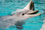 two-phins.jpg two-phins.jpg