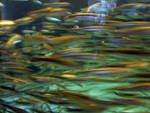 I liked the blur of colors. I liked the blur of colors.
