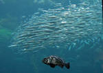 School of fish in the kelp forest tank School of fish in the kelp forest tank