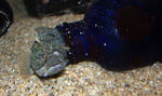 Sarcastic fringehead! I think the camera was having focusing issues. Sarcastic fringehead! I think the camera was having focusing issues.