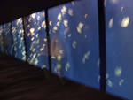 Moon jellies. Again, wish for the tripod. Moon jellies. Again, wish for the tripod.