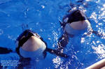 kasatka-orkid.jpg kasatka-orkid.jpg