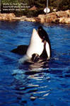 kasatka-catch.jpg kasatka-catch.jpg