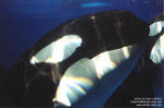 kasatka-side.jpg kasatka-side.jpg