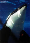kasatka-under.jpg kasatka-under.jpg