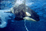 nakai-dive.jpg nakai-dive.jpg