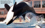 kasatka-backbow.jpg kasatka-backbow.jpg