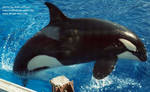 kasatka-bow.jpg kasatka-bow.jpg