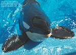 keet-prop.jpg keet-prop.jpg