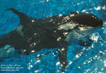 keet-submerged.jpg keet-submerged.jpg