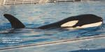 keet-surface.jpg keet-surface.jpg