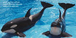 splash-keet-slide.jpg splash-keet-slide.jpg