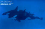 Kasatka, Takara, and Kohana Kasatka, Takara, and Kohana