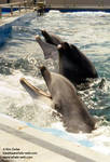 Phins Phins