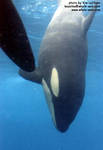 calf3.jpg calf3.jpg