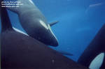 calf4.jpg calf4.jpg