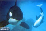 tik-calf3.jpg tik-calf3.jpg