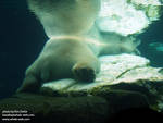 Polar bear butt Polar bear butt