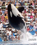 Corky breaching Corky breaching