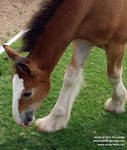 Clydesdale foal Clydesdale foal