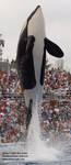 Kasatka breaching Kasatka breaching