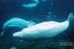Belugas Belugas