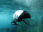 Commerson's dolphin Commerson's dolphin