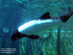 Commerson's dolphin with a fishy! =) Commerson's dolphin with a fishy! =)