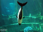 Commerson's dolphin Commerson's dolphin