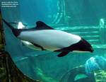 Commerson's dolphin Commerson's dolphin