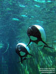 Commerson's dolphins Commerson's dolphins