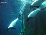 Commerson's dolphins completing a bow Commerson's dolphins completing a bow