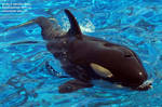 Kalia surfacing. She looks so much like Keet. =) Kalia surfacing. She looks so much like Keet. =)
