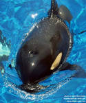 Kalia surfacing Kalia surfacing