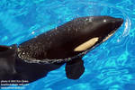 Kalia surfacing Kalia surfacing