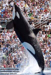 Kasatka breaching. Kasatka breaching.