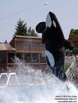 Ulises doing a target leap Ulises doing a target leap
