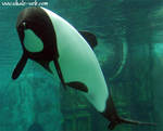 Maybe Fabio - white streak in black spot between pecs Maybe Fabio - white streak in black spot between pecs