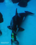 1corkydiver.jpg 1corkydiver.jpg
