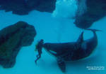 1corkydiver2.jpg 1corkydiver2.jpg