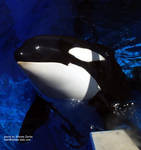 1kasatka.jpg 1kasatka.jpg