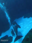 1keetdiver.jpg 1keetdiver.jpg